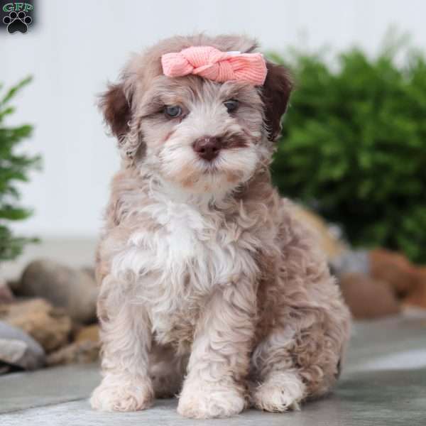 Honey, Havapoo Puppy